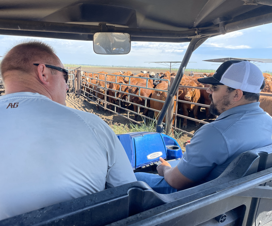 Two men in a utility vehicle are looking at a pen of cattle in a rural setting. One man wears a hat, the other sunglasses.