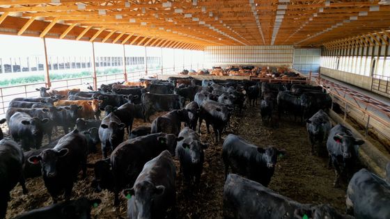 Cattle crowded inside a large barn with a wooden ceiling. Most are black, some brown, on a bed of straw.