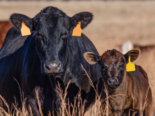 Black cow and brown calf with ear tags stand side-by-side in a field, looking at the camera.