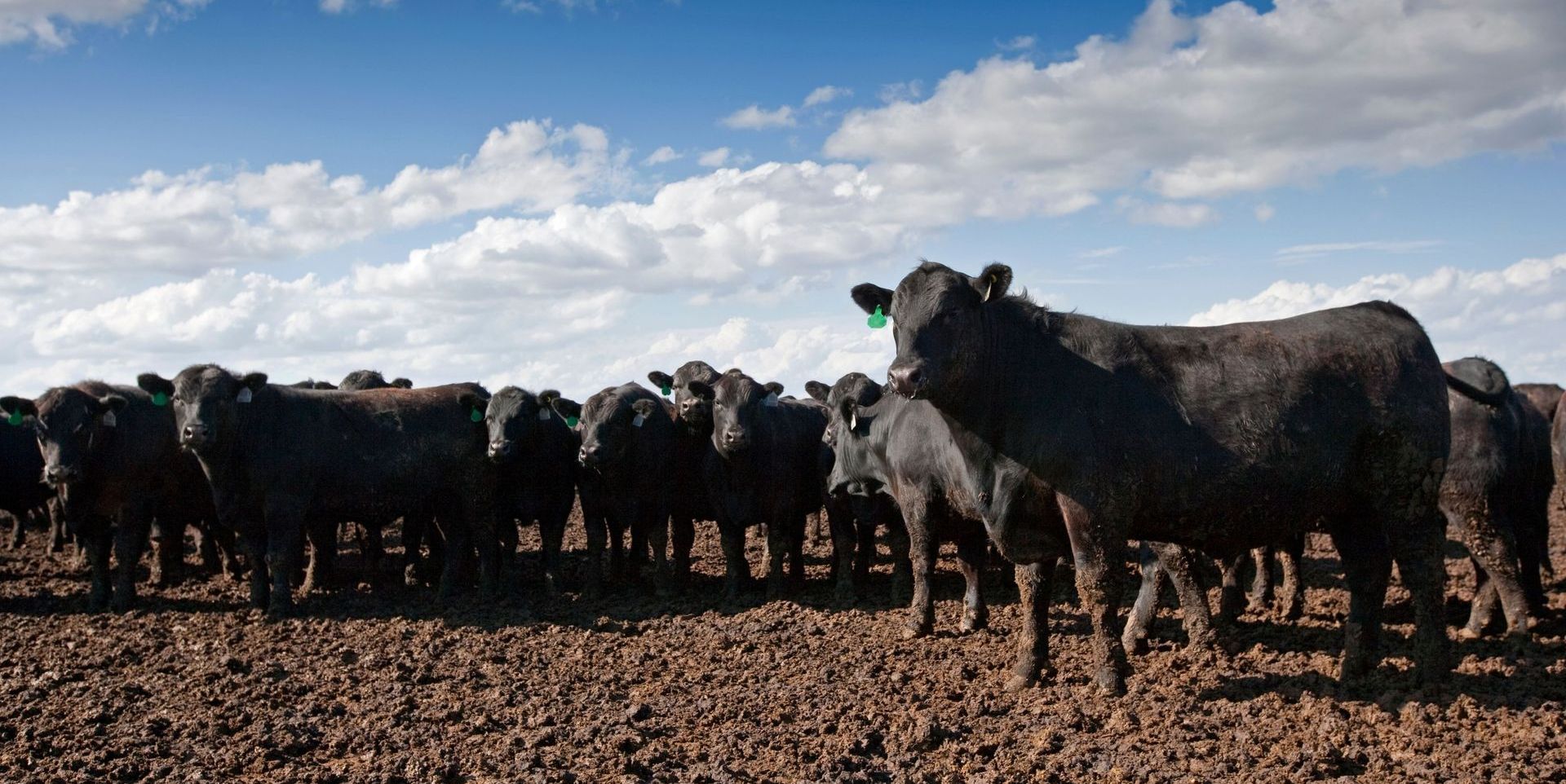 A herd of black Angus cattle grazing in a field under a partly cloudy blue sky.