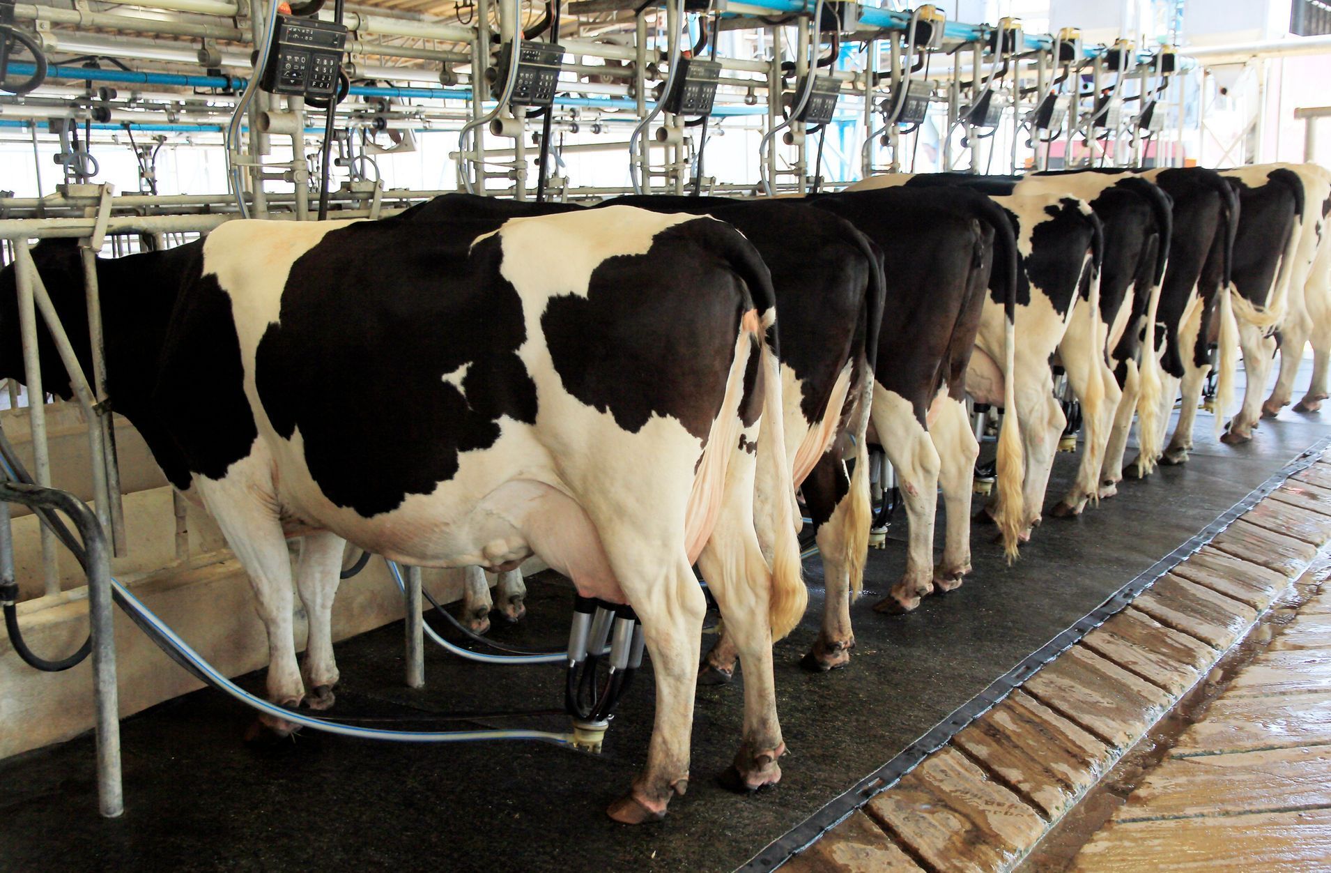 Cows with black and white patterns are lined up for milking in a dairy, standing on a dark-colored floor.