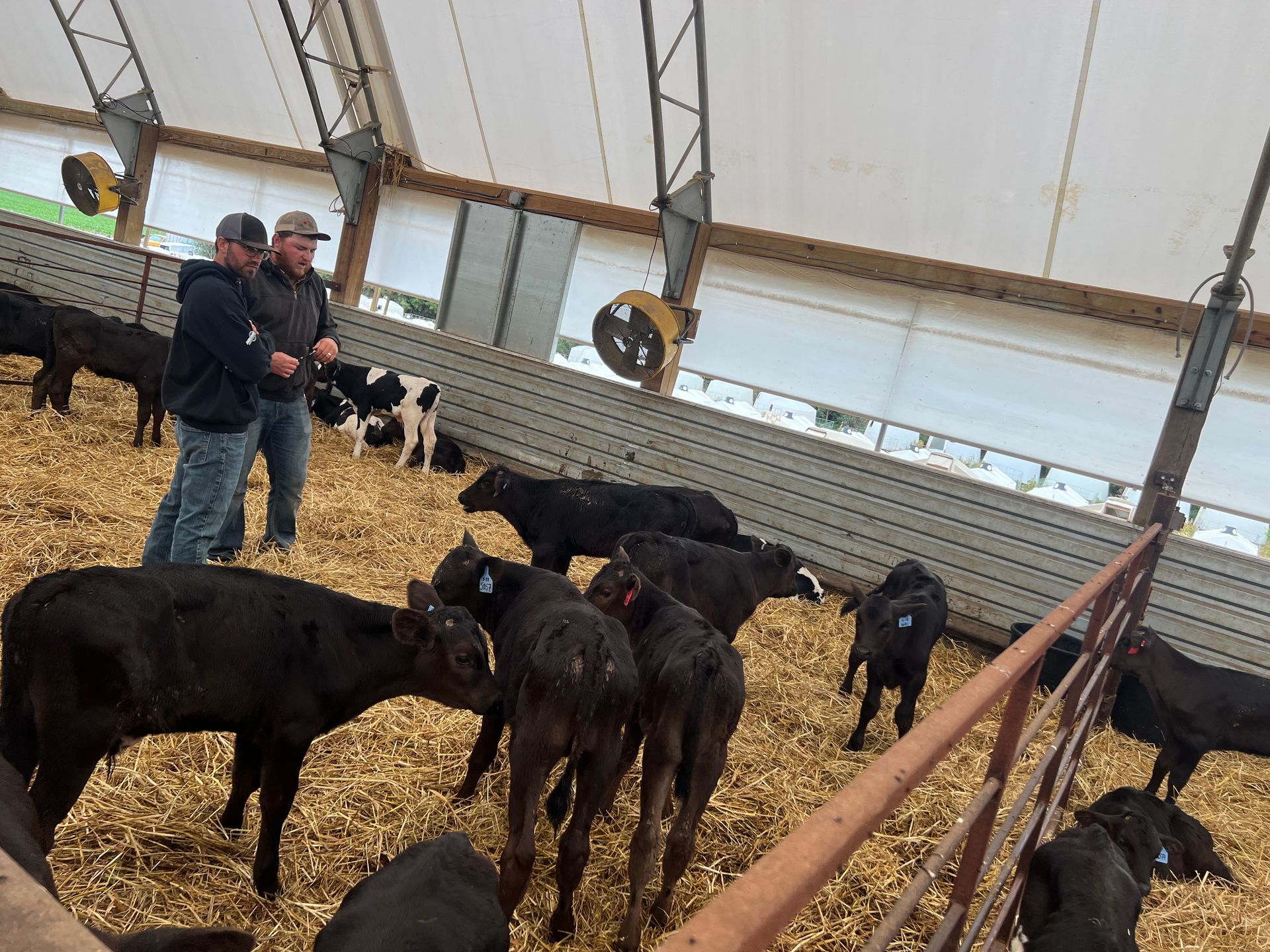 Two men inspect black cattle in a barn. The cattle are on straw bedding. The setting appears to be a farm.