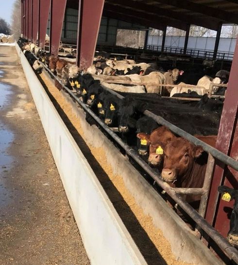 Cattle eating from a long trough inside a metal-framed barn. Many black and brown cows with yellow ear tags.