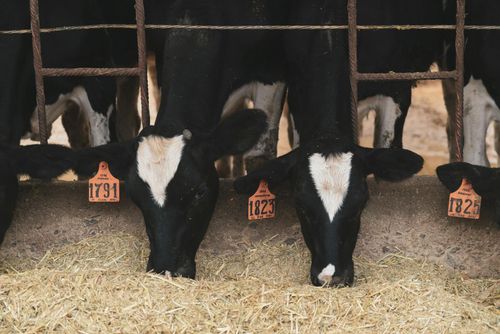 Pigs standing in a large, industrial pen. The floor is plastic, and the ceiling is yellow.