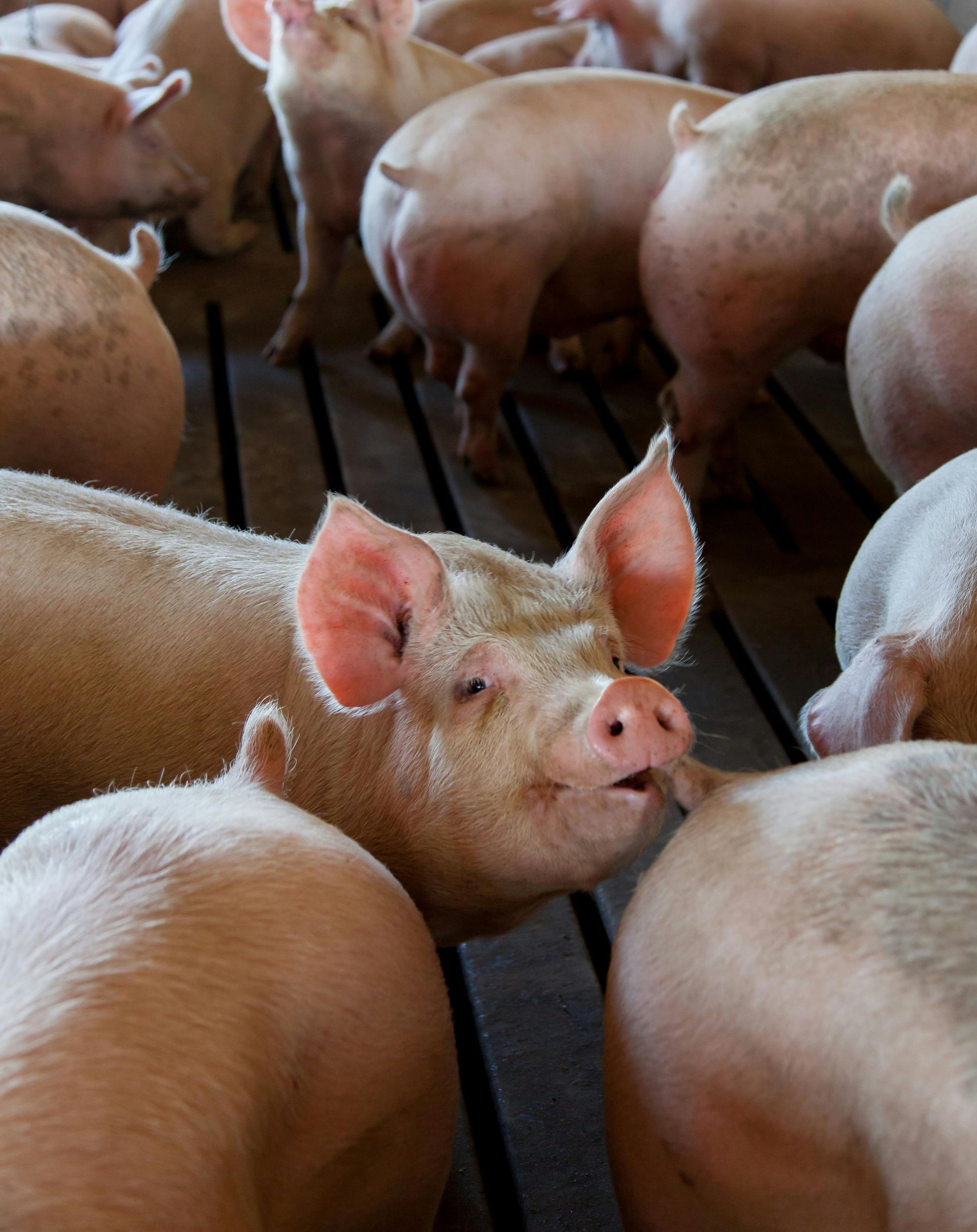 Close-up of a pig surrounded by others in a pen, showing pink skin, ears, and a curious expression.