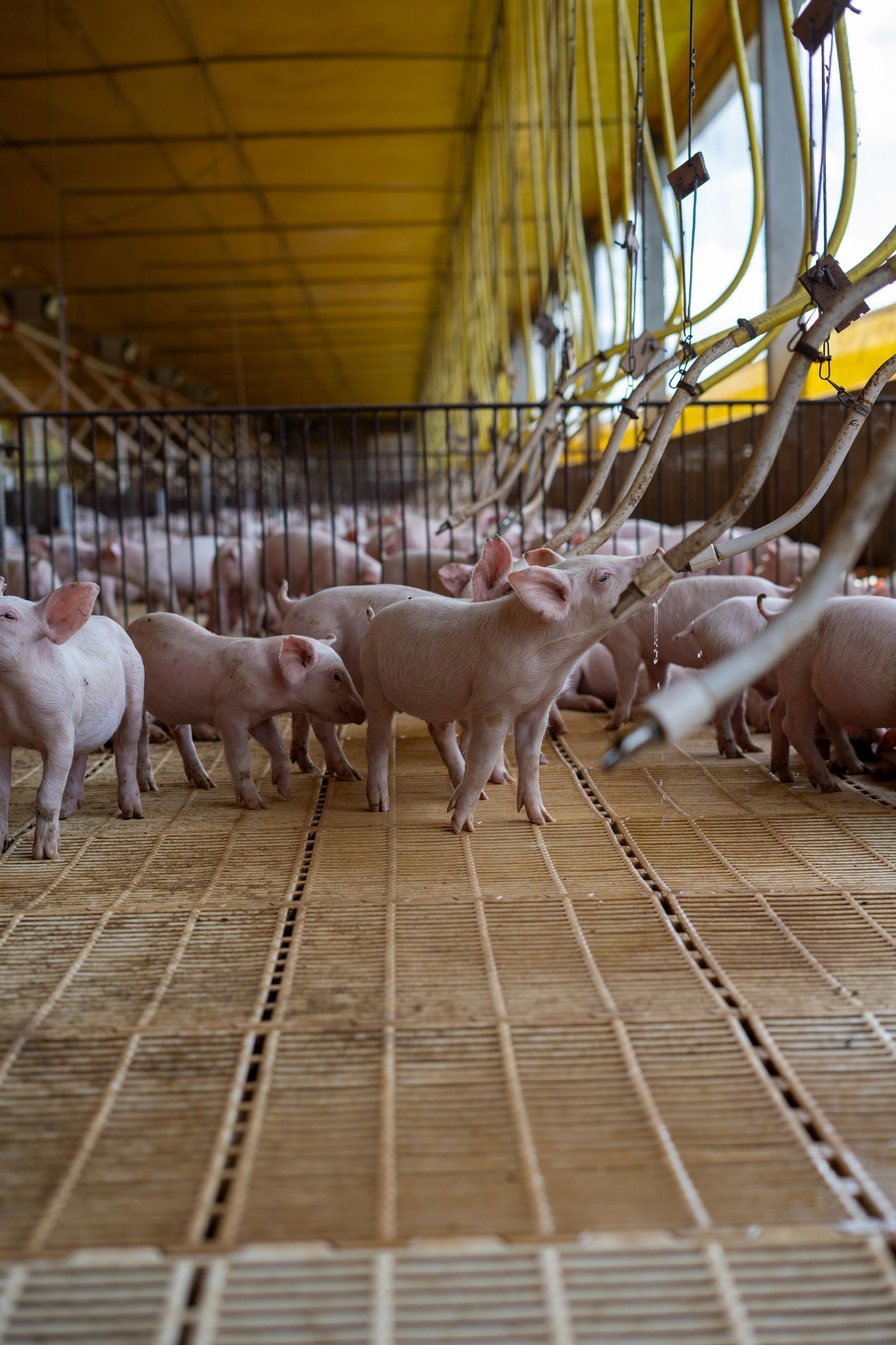 Young pigs in a large, indoor pen, standing on a slotted floor. Yellow ceiling and overhead pipes visible.