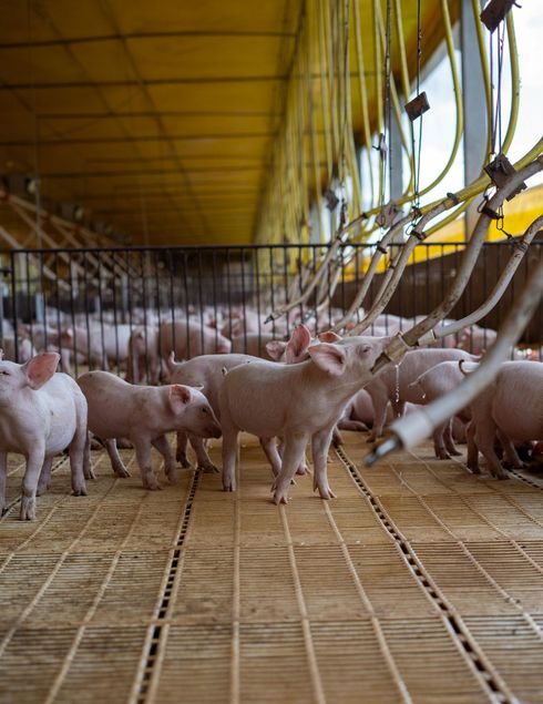 Pigs standing in a large, industrial pen. The floor is plastic, and the ceiling is yellow.