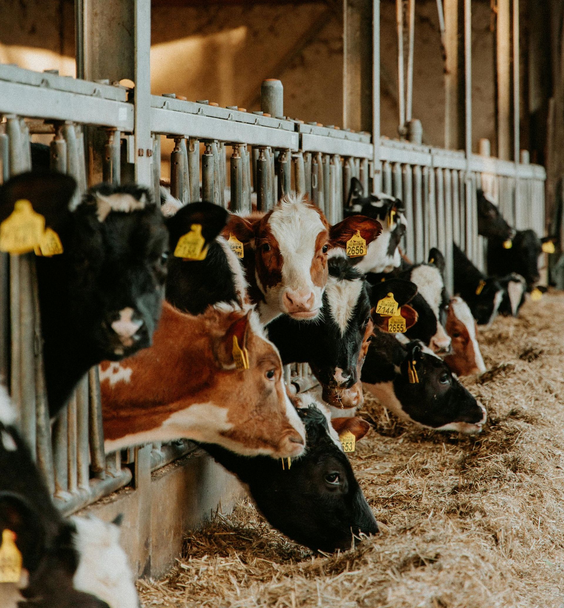Cows in a barn stall, eating hay. Some have tags in their ears; they have various brown, black, and white coats.