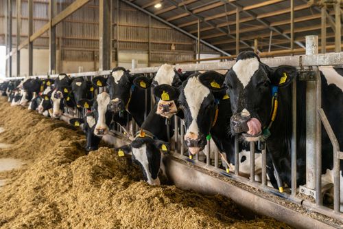 Cows in a barn eating from a trough. Black and white cows in a row.