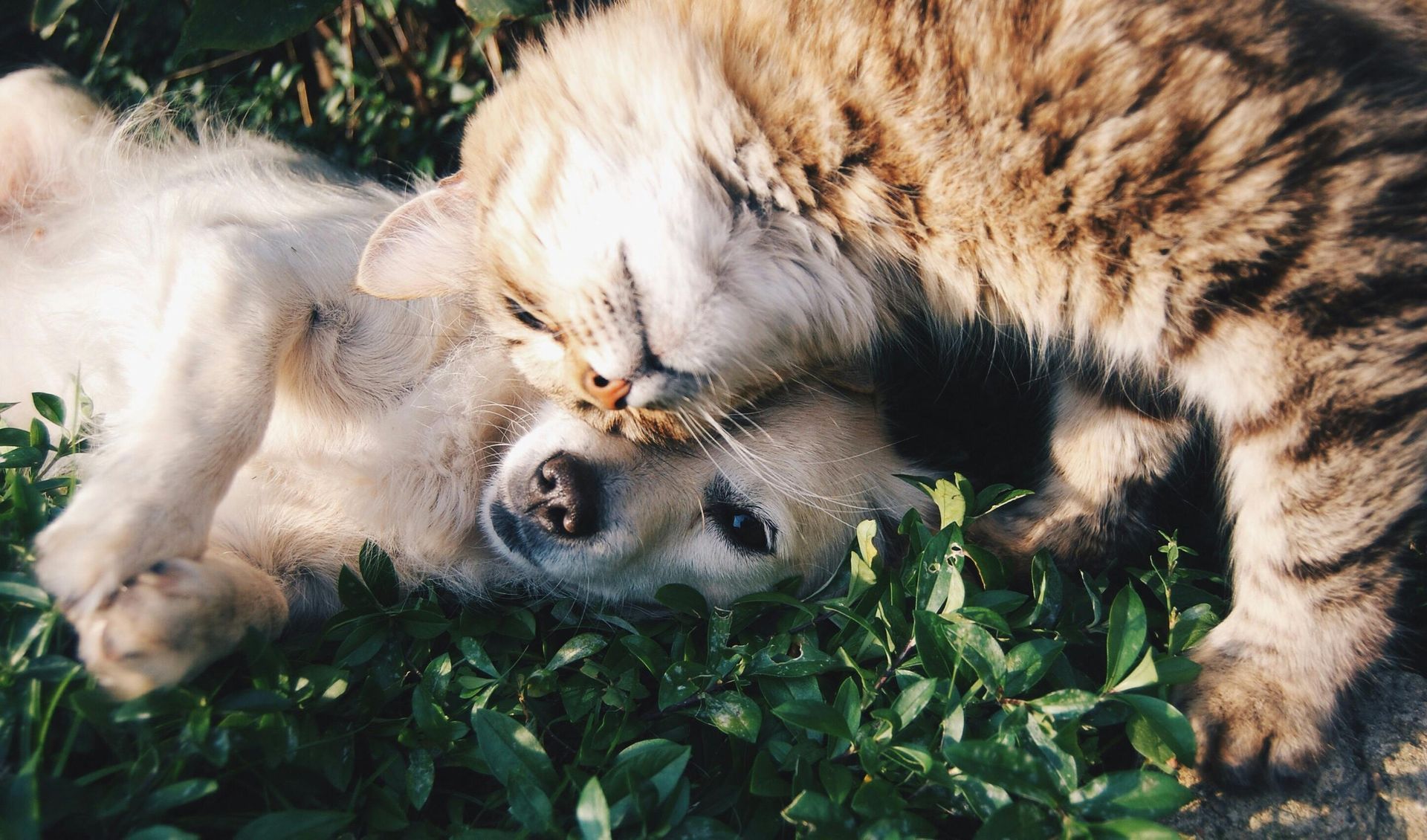 Cat grooming a light-colored dog, both lying in green grass. Sunlight.