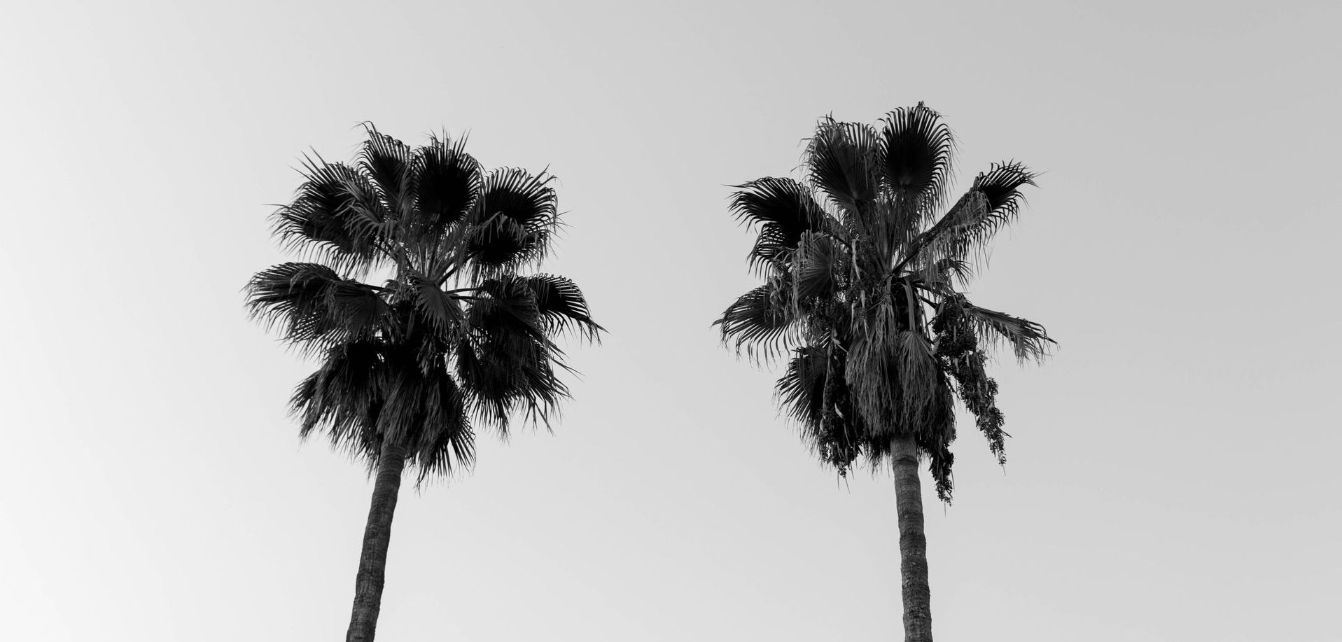 A black and white photo of two palm trees against a white sky.