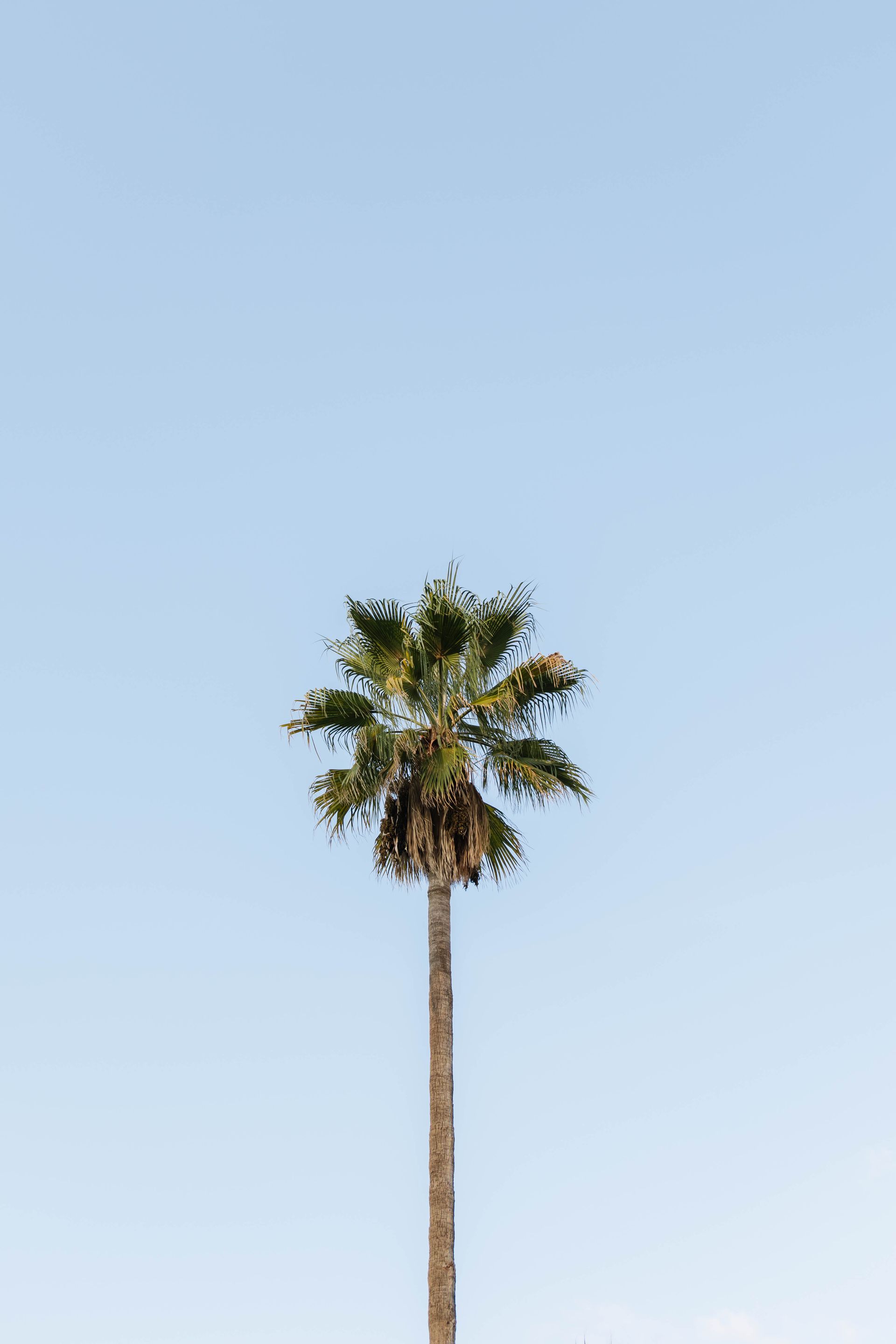 A palm tree against a blue sky on a sunny day.