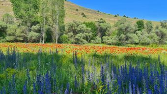 Wildflower meadow with blue, orange, and yellow blooms beneath green trees and a sunny hillside