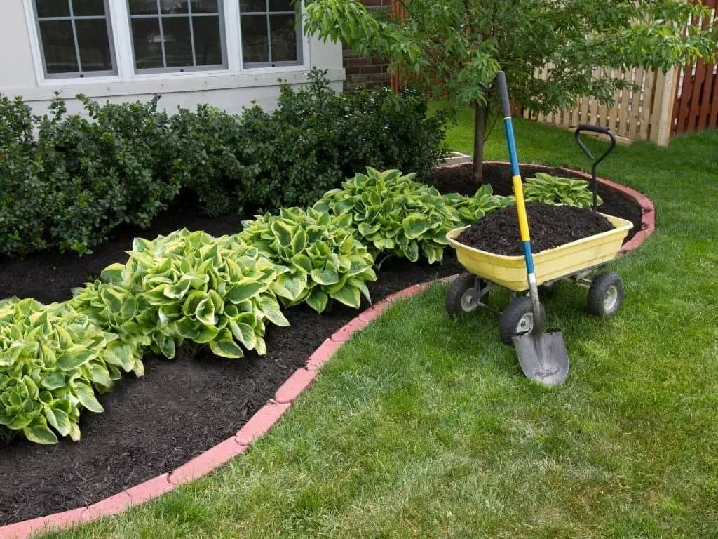 A person is watering a lettuce plant with a watering can.