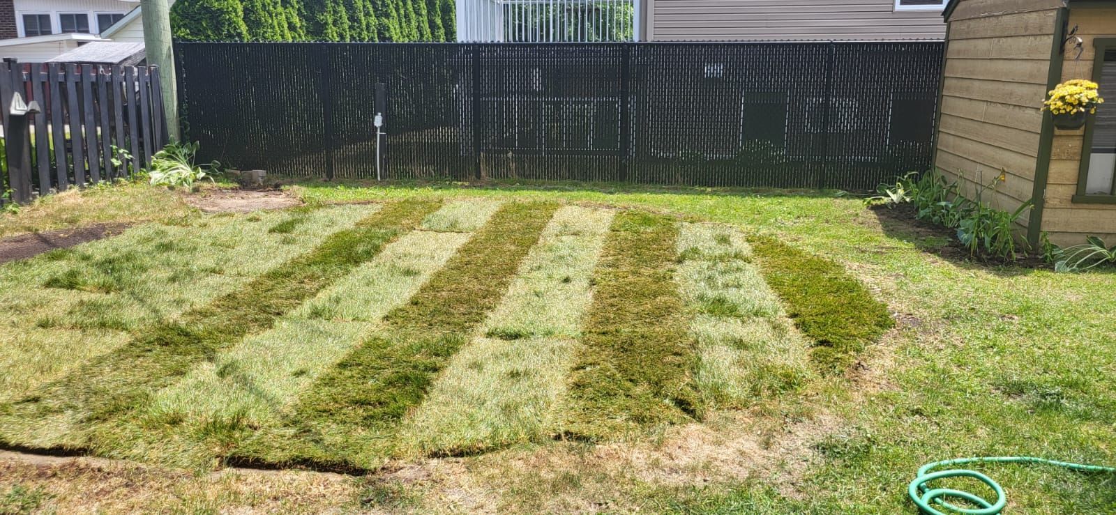A lawn with a hose in the middle of it and a fence in the background.