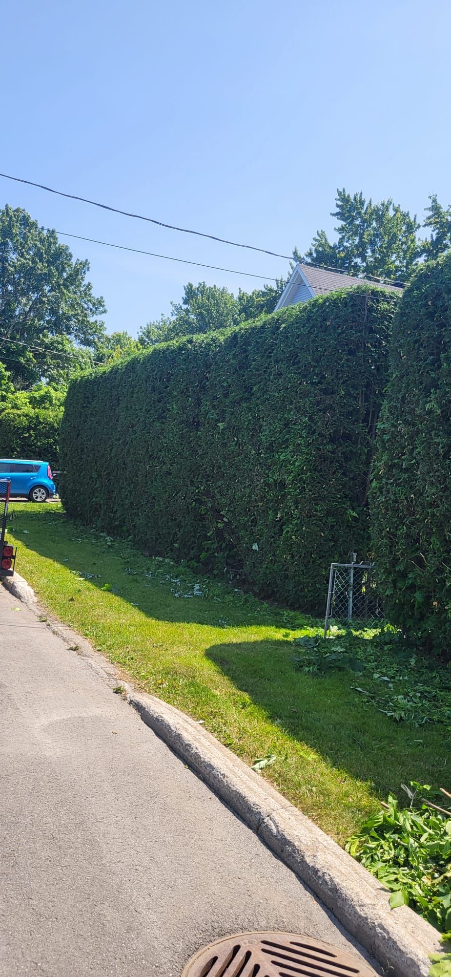 A large hedge along the side of a road.