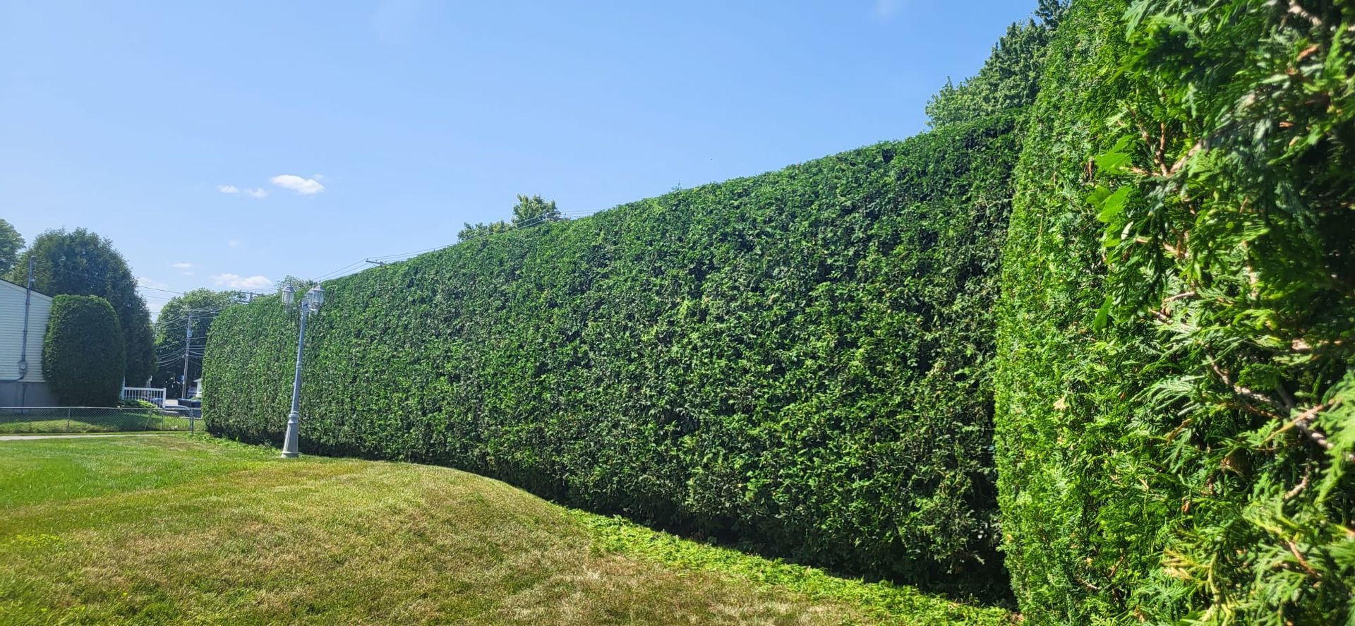 A lush green hedge surrounds a grassy field on a sunny day.