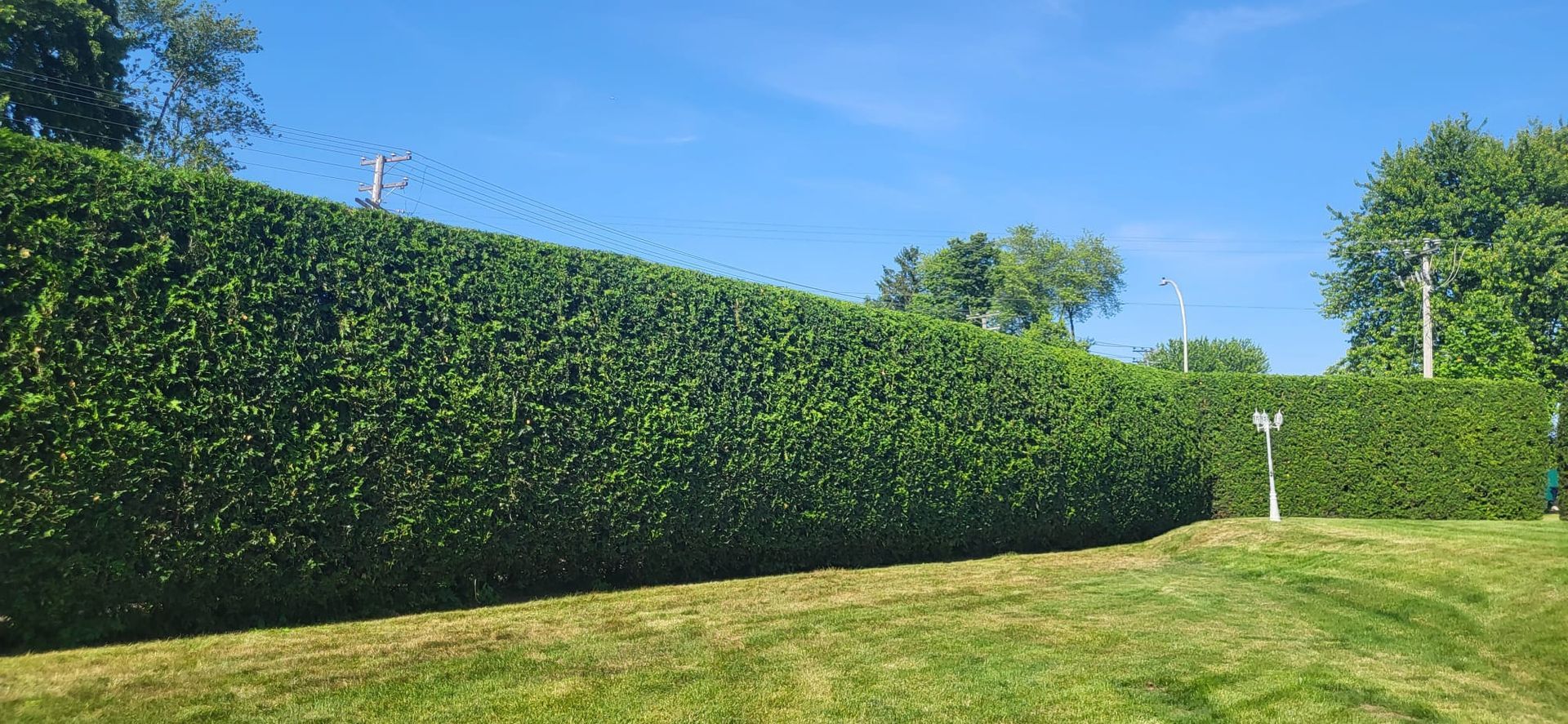 There is a large hedge in the middle of a lush green field.