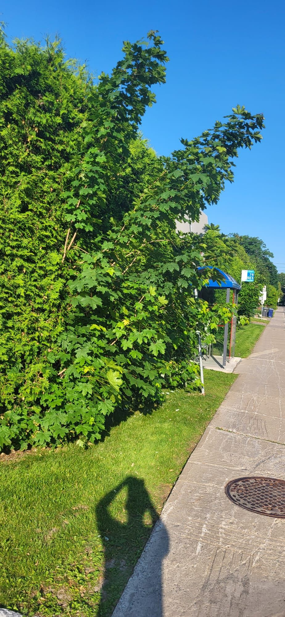A shadow of a person is cast on a sidewalk next to a hedge.