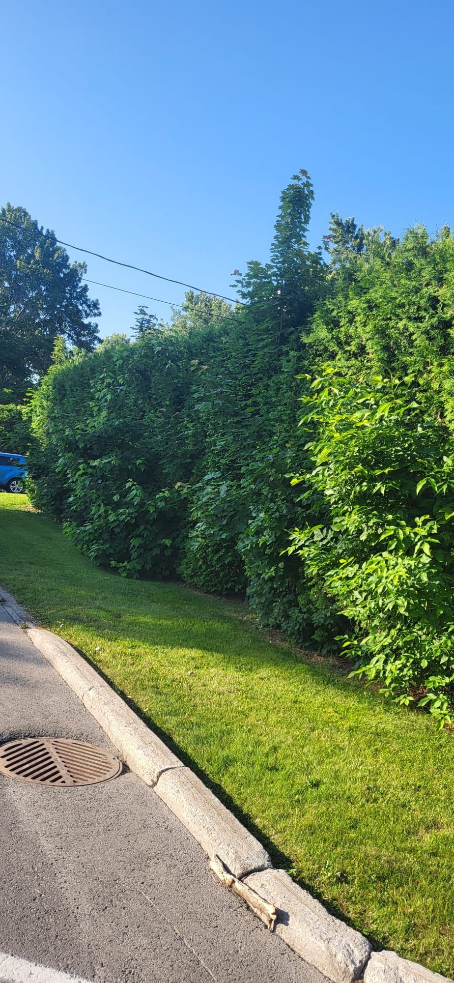 There is a manhole cover on the side of the road next to a hedge.