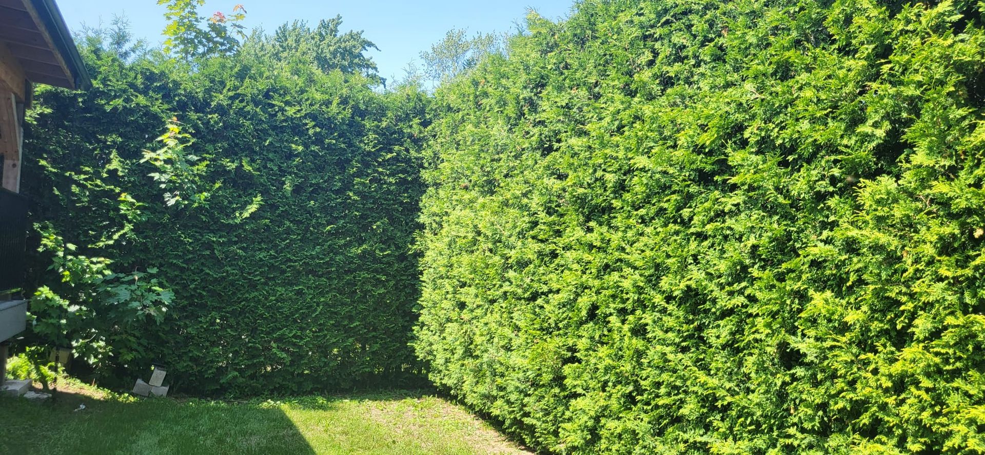 A lush green hedge surrounds a lush green lawn in a backyard.