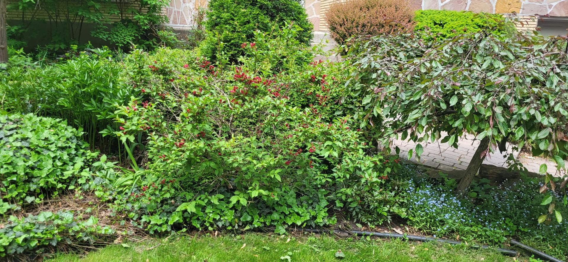 A lush green garden with a hose in the middle of it.