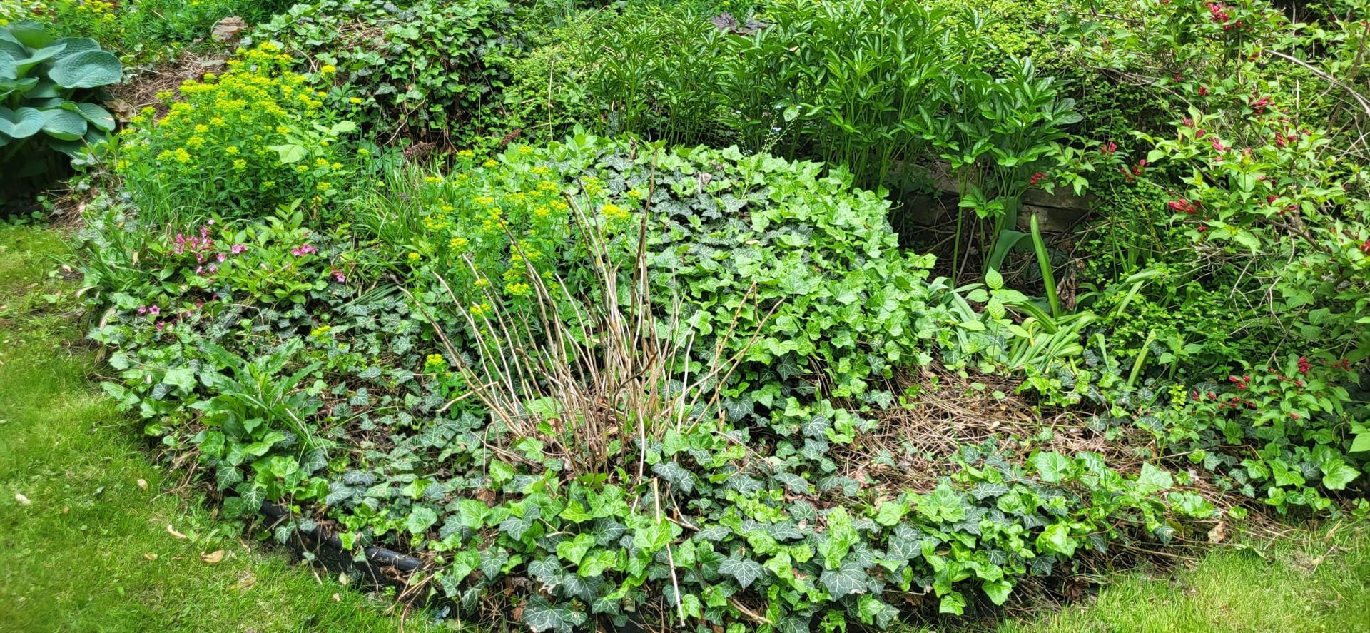 A garden filled with lots of green plants and shrubs.