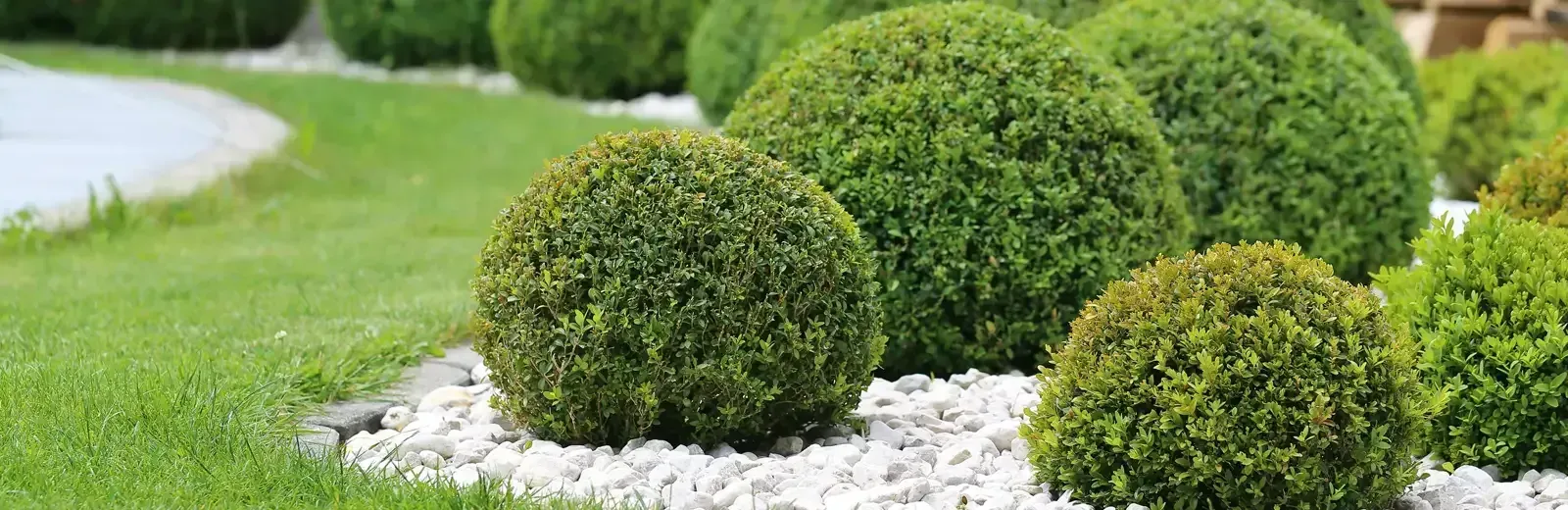 A person is cutting a tree with a hedge trimmer.