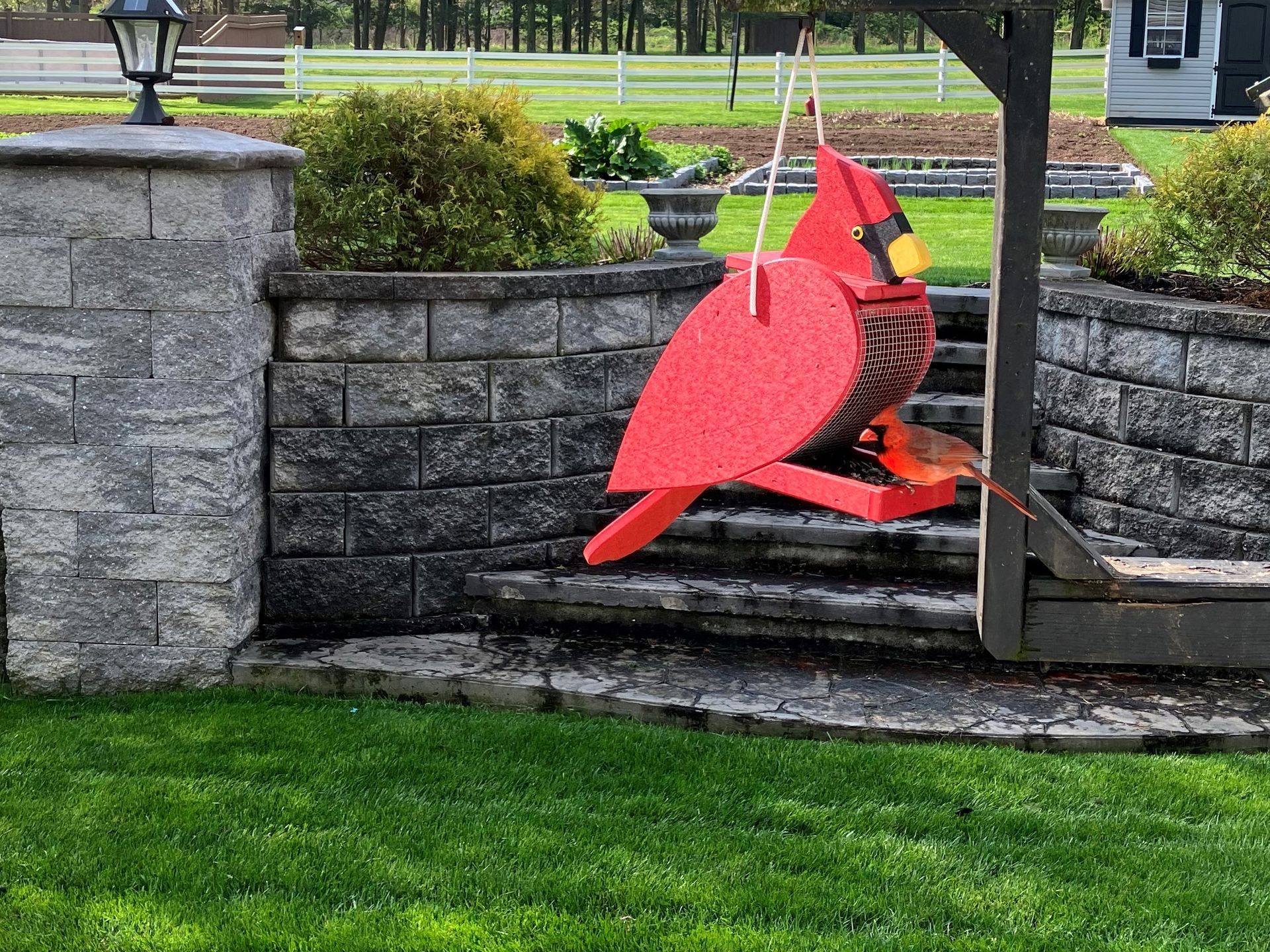 Cardinal bird feeder in the shape of a cardinal with a real cardinal bird on the feeder, outdoors.