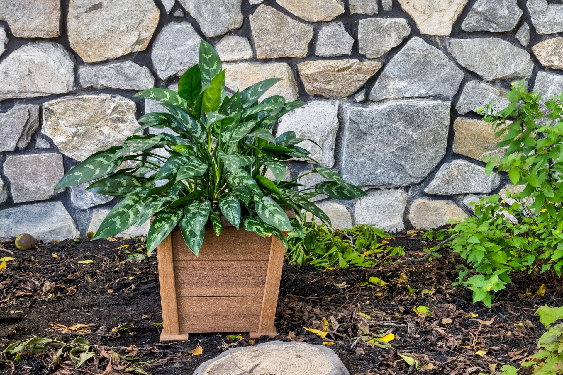 Potted plant with speckled leaves in front of a stone wall.
