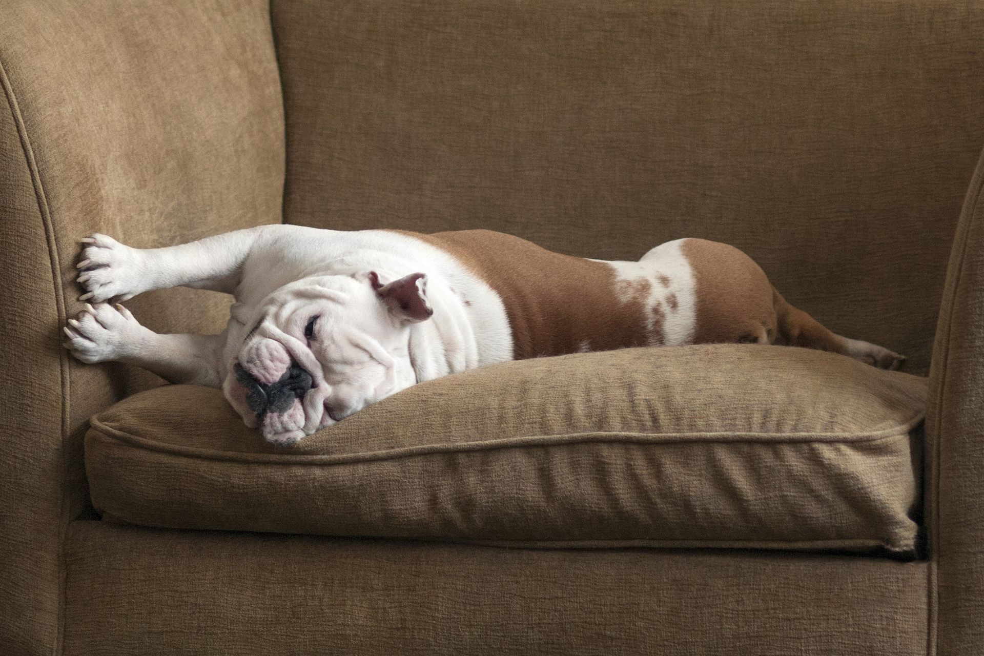 Dog Sleeping On Couch β Bridgewater, NJ β Total House Cleaning LLC