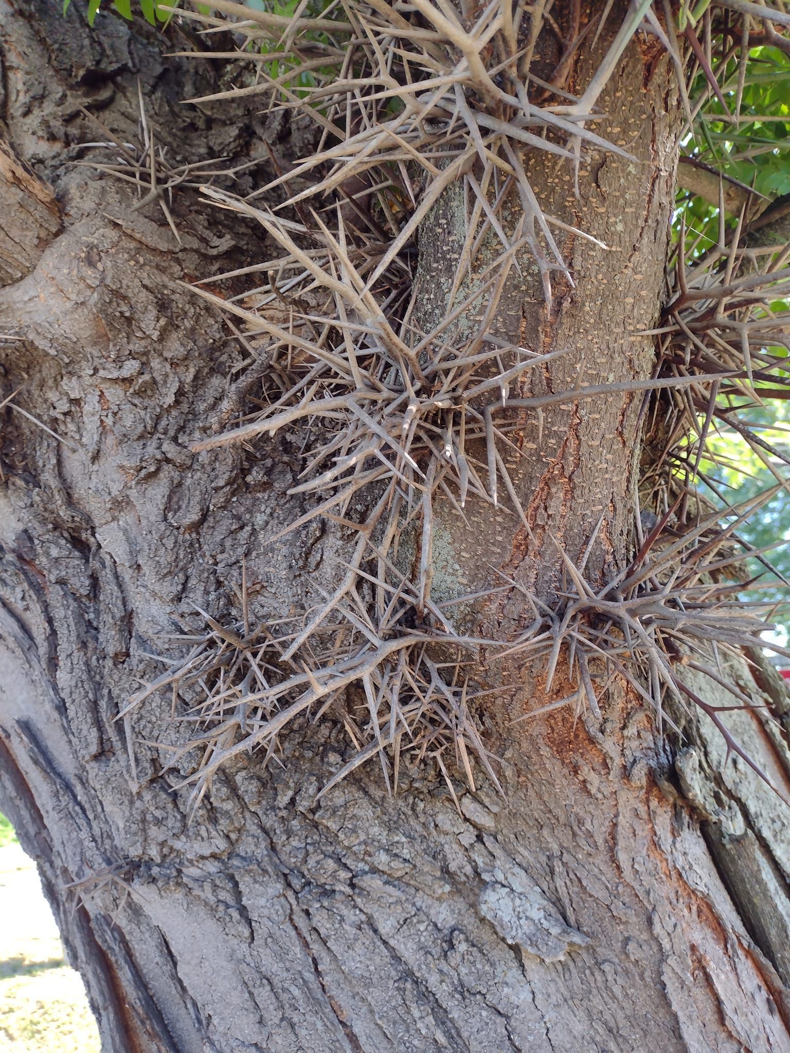 A close up of a tree trunk with thorns on it.