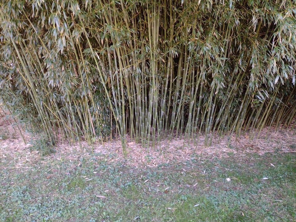 A row of tall bamboo plants growing in the grass.