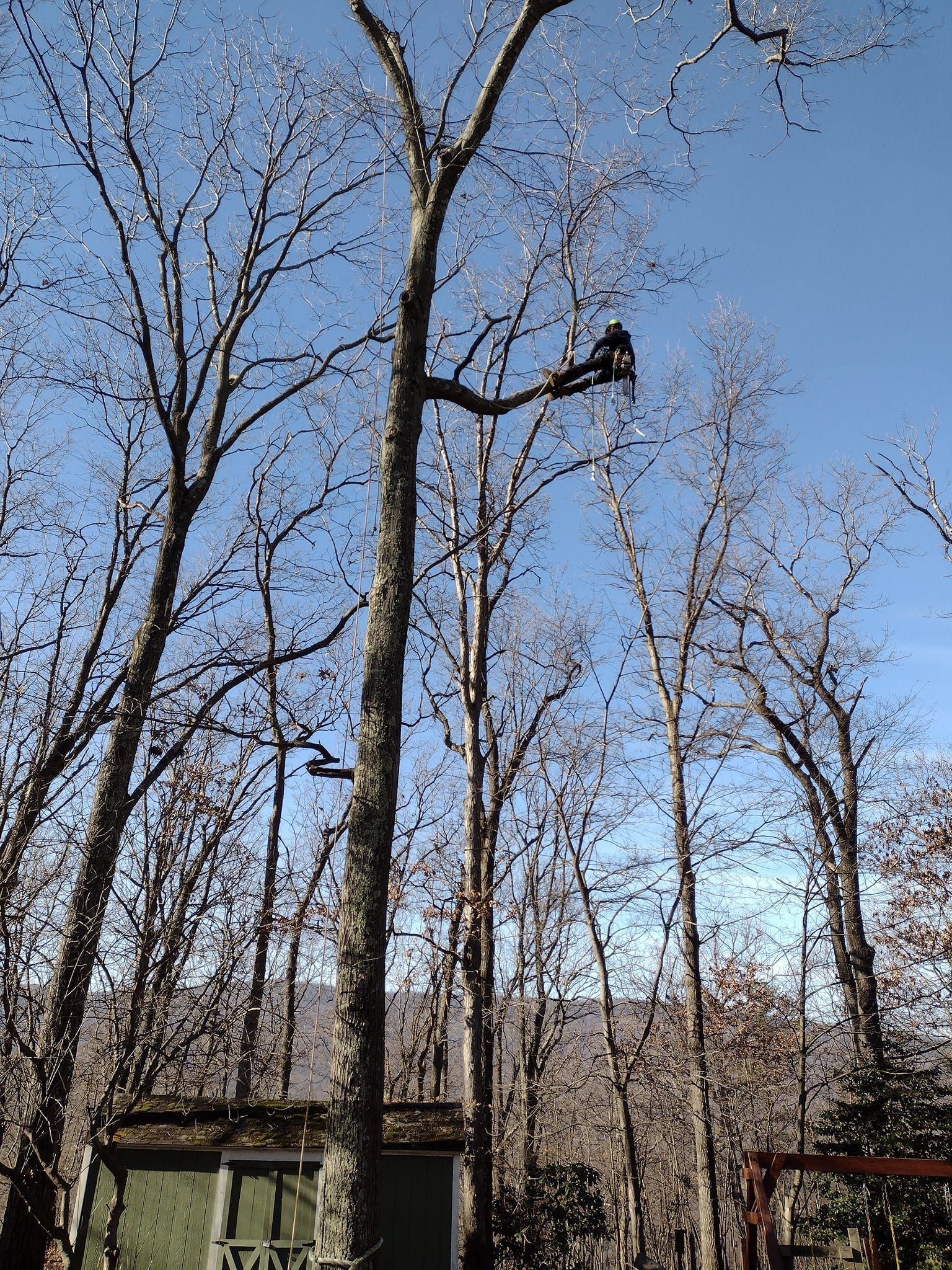 A group of trees with a blue sky in the background