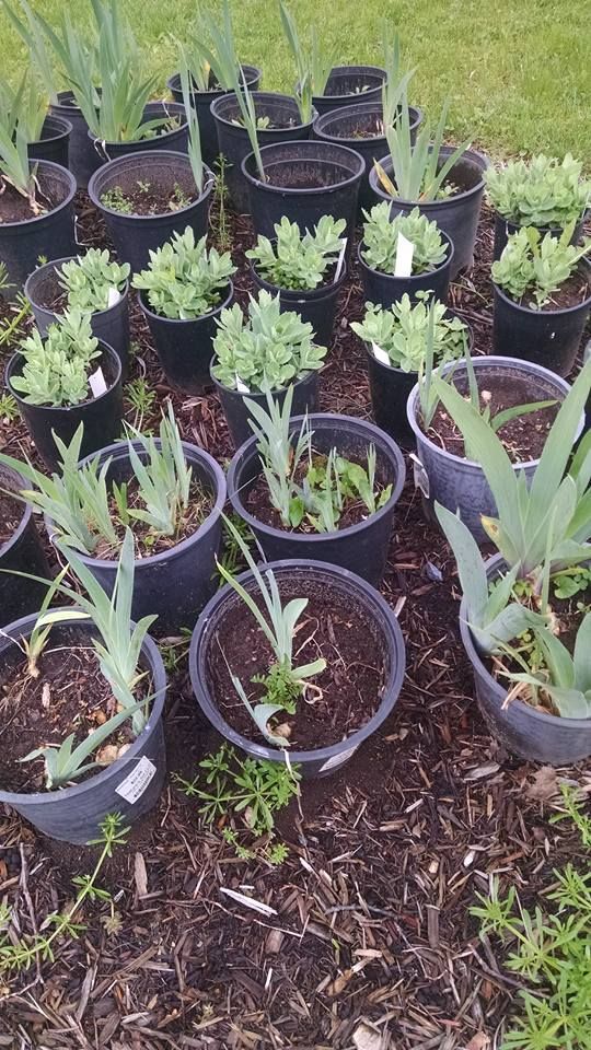 A bunch of potted plants are sitting on the ground.