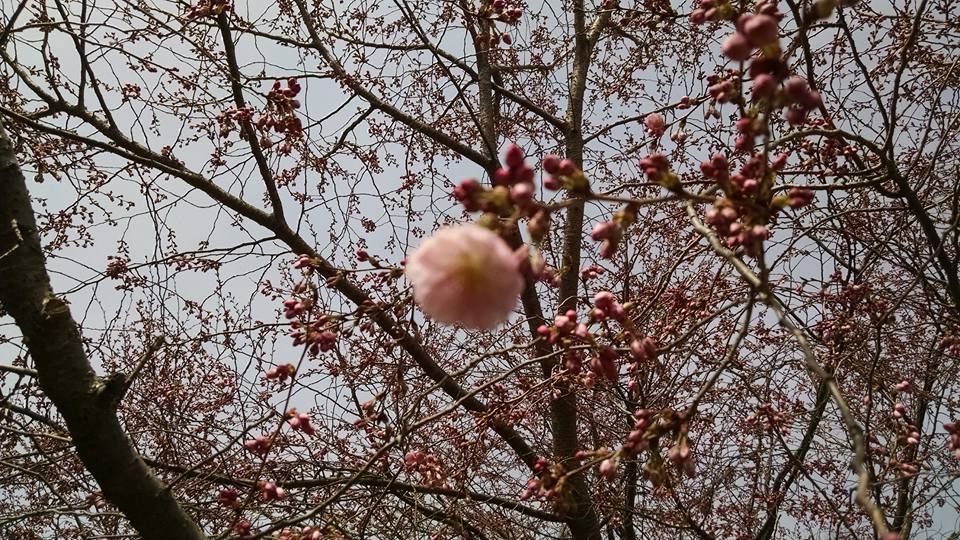 A pink flower is hanging from a tree branch.