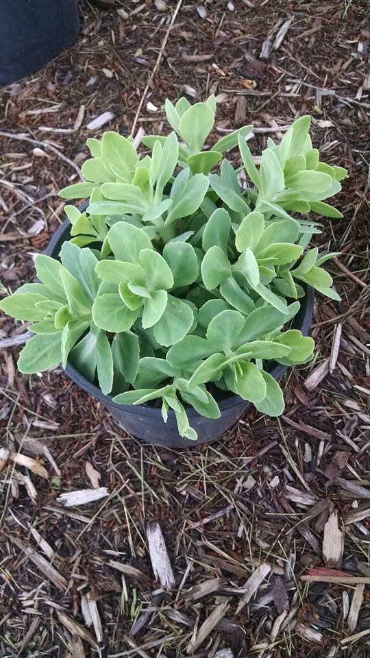 A potted plant is sitting on top of a pile of mulch.