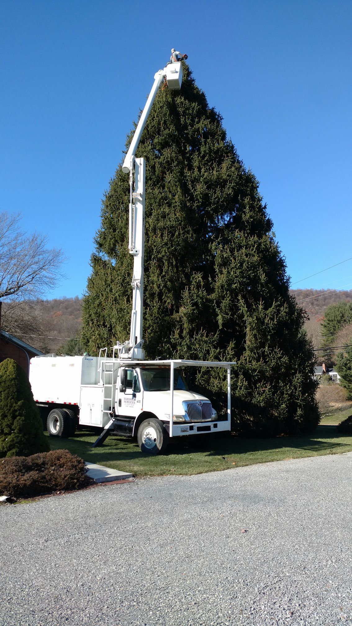 A large christmas tree is being trimmed by a crane truck.