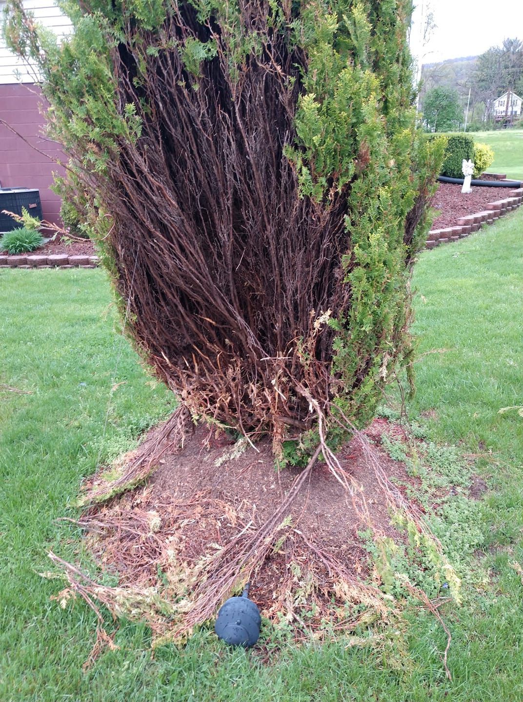 A golf ball is sitting next to a tree in a yard.