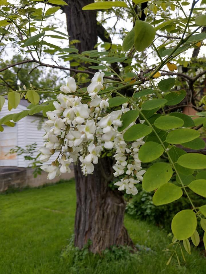 A tree with white flowers and green leaves in a yard.