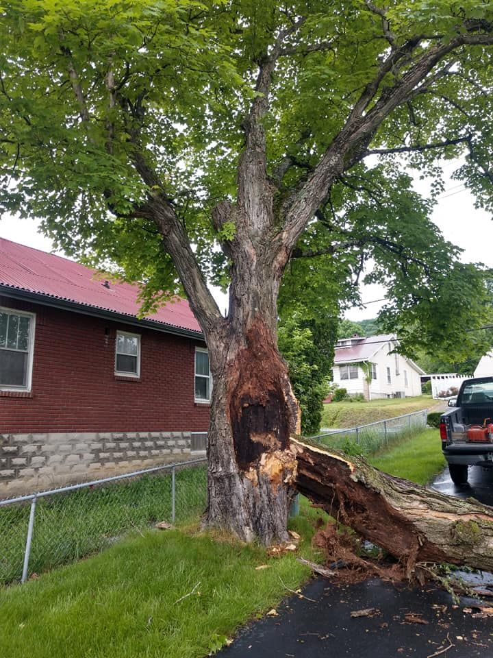 A tree that has fallen on the side of the road next to a house.