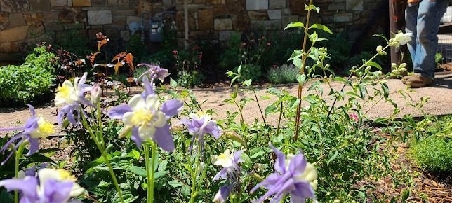 A person is walking through a garden with purple and yellow flowers.