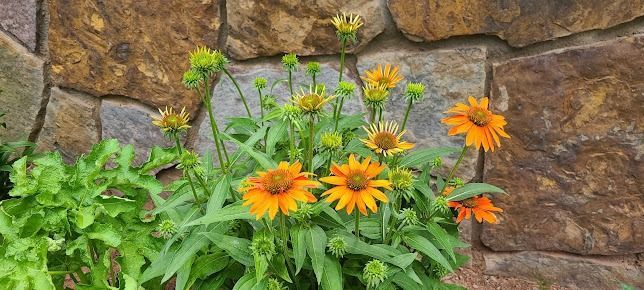 A bunch of orange flowers are growing in front of a stone wall.