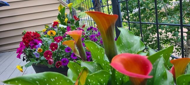 A bunch of flowers are growing in a pot on a deck.