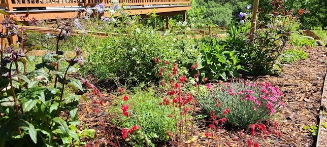 A garden filled with lots of plants and flowers with a wooden deck in the background.