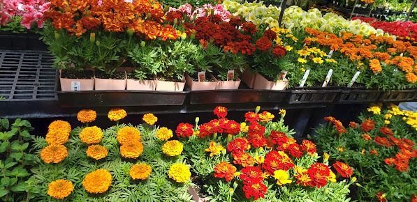 A bunch of flowers are sitting on a table in a store.