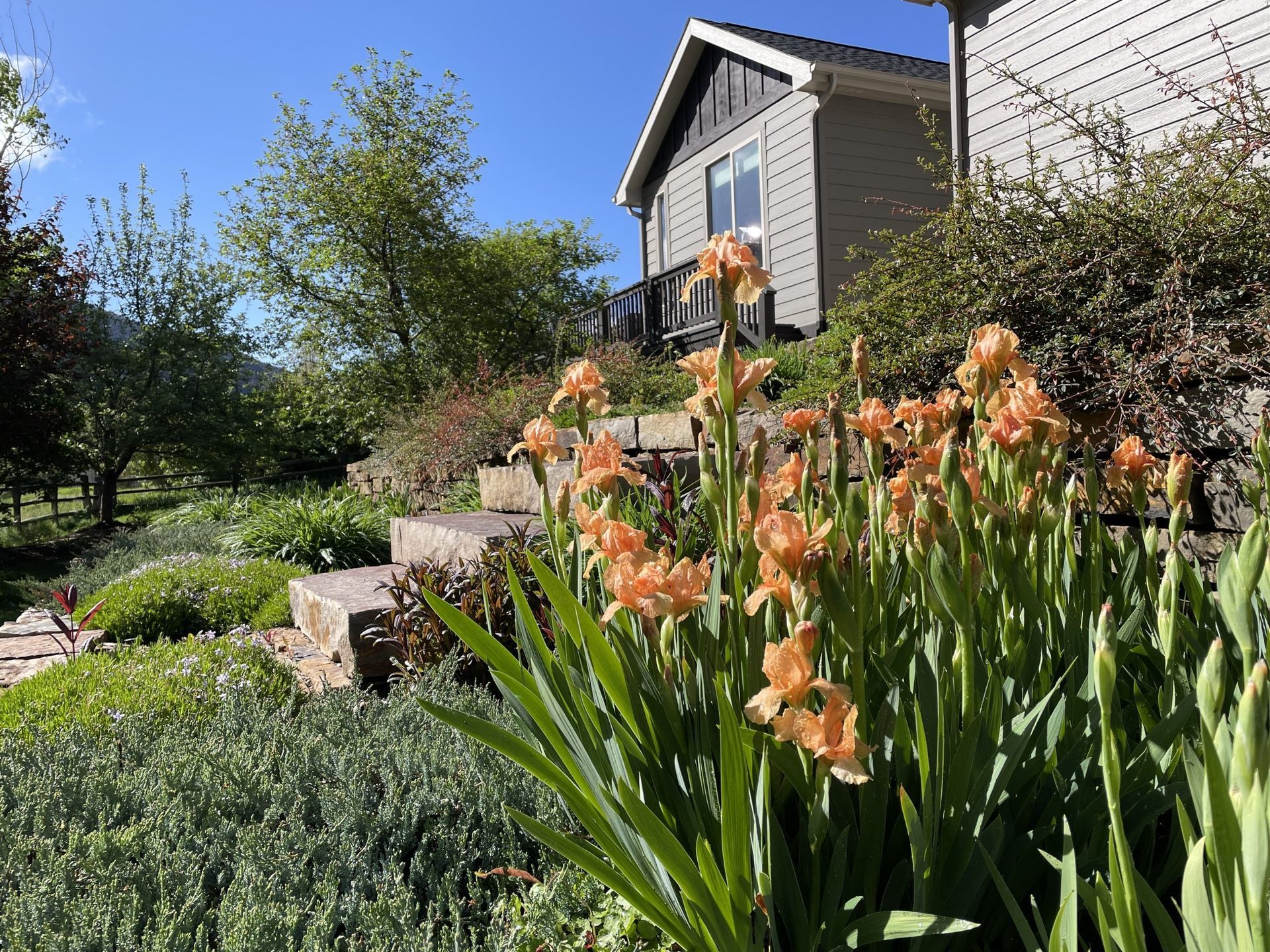 A garden with flowers and a house in the background.