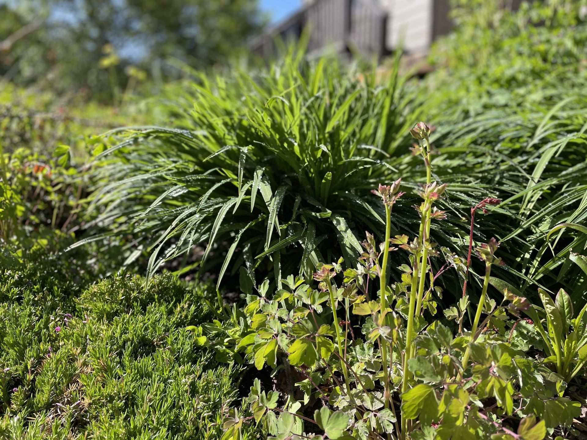A bunch of green plants are growing in a garden.