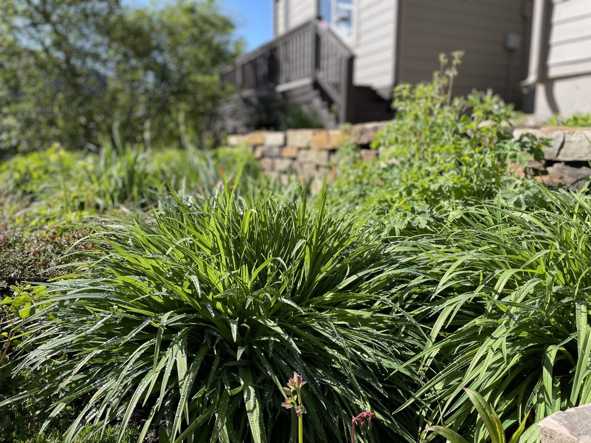 A bunch of green plants are growing in front of a house.