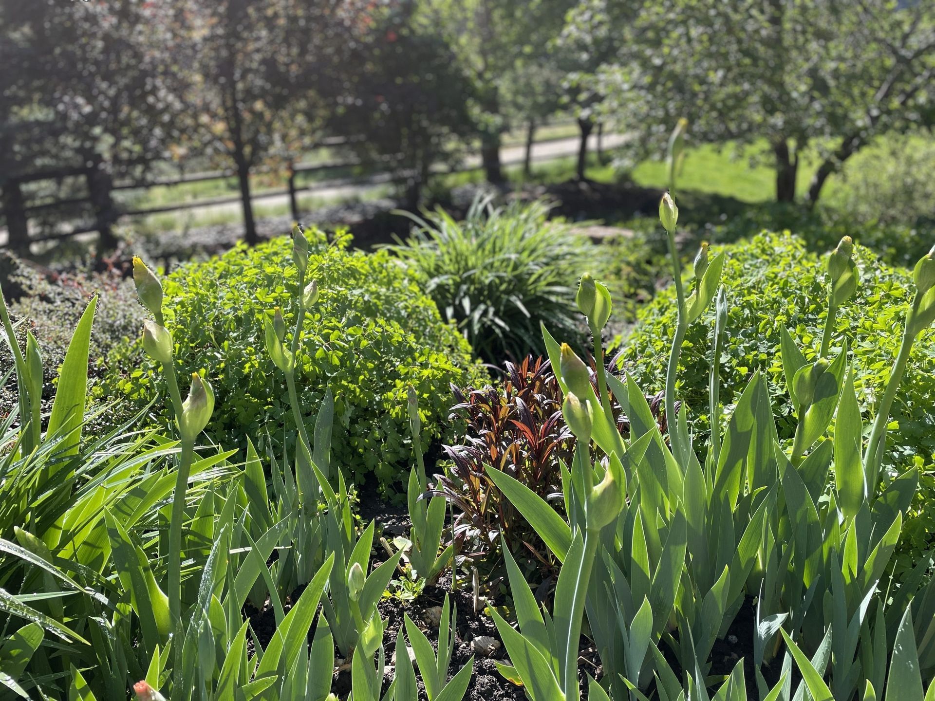 A garden filled with lots of green plants and trees.